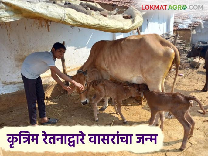 Latest News Agriculture News Cow gives birth to twin calves through artificial insemination, know the details | Agriculture News : कृत्रिम रेतनद्वारे गायीने दिला जुळ्या कालवडींना जन्म, जाणून घ्या सविस्तर 