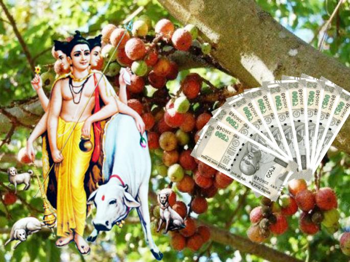 Astro Tips: Worship Dutt Guru's favorite Umber tree, remove financial problems from life! | Astro Tips: दत्त गुरूंच्या आवडत्या उंबराची पूजा करा, आर्थिक अडचणींना आयुष्यातून दूर करा! Astro Tips: Worship Dutt Guru's favorite Umber tree, remove financial problems from life! | Astro Tips: दत्त गुरूंच्या आवडत्या उंबराची पूजा करा, आर्थिक अडचणींना आयुष्यातून दूर करा!