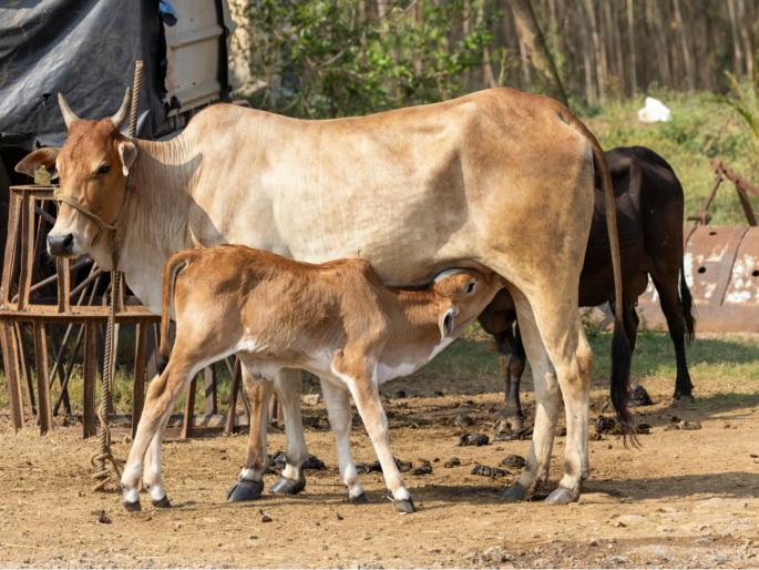 Diwali 2025: Today is Vasubaras; On this occasion, know the importance and benefits of worshiping Mother Cow! | Diwali 2025: आज वसुबारस; त्यानिमित्त जाणून घ्या गोमातेच्या पूजेचे महत्त्व आणि लाभ! Diwali 2025: Today is Vasubaras; On this occasion, know the importance and benefits of worshiping Mother Cow! | Diwali 2025: आज वसुबारस; त्यानिमित्त जाणून घ्या गोमातेच्या पूजेचे महत्त्व आणि लाभ!