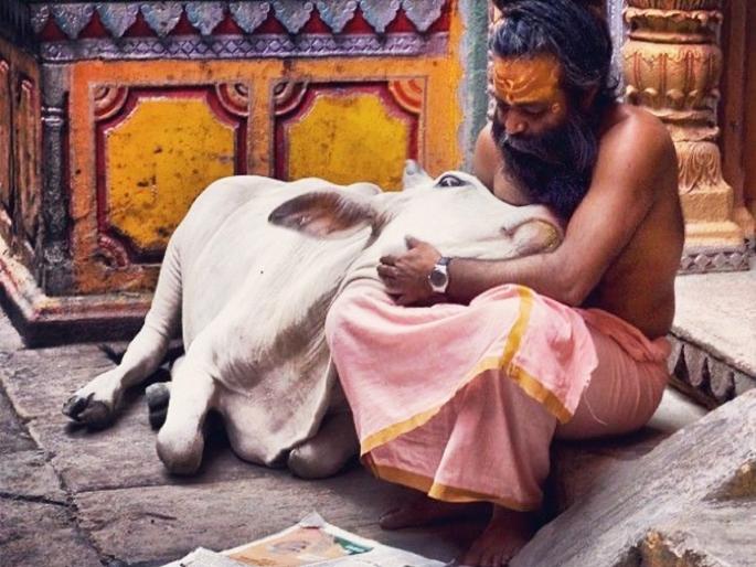 Diwali 2025: Why is Vasubaras celebrated on the 12th day of Ashwin? Do you know which cow this festival is dedicated to? | Diwali 2025: अश्विन वद्य द्वादशीलाच वसुबारस का? कोणत्या गायीला हा सण समर्पित आहे माहितीय? Diwali 2025: Why is Vasubaras celebrated on the 12th day of Ashwin? Do you know which cow this festival is dedicated to? | Diwali 2025: अश्विन वद्य द्वादशीलाच वसुबारस का? कोणत्या गायीला हा सण समर्पित आहे माहितीय?