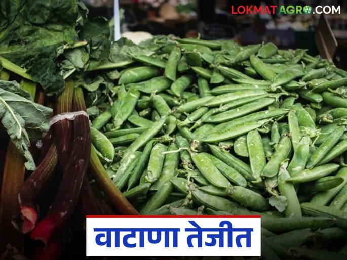 Green peas reached the highest price in Manchar Market Committee: How was the price per kg obtained? | मंचर बाजार समितीत वाटाण्याने गाठला सर्वाधिक भाव: प्रतिकिलो कसा मिळाला दर?