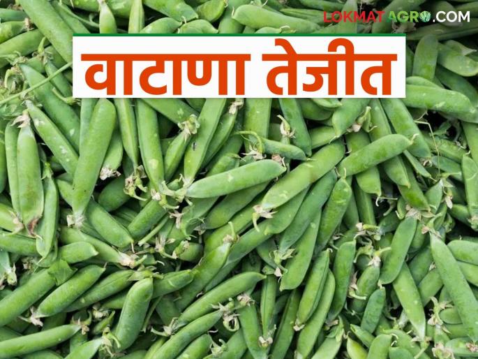 Increase the market price of green peas in Otur Market Committee; How are you getting the price? | ओतूर बाजार समितीत हिरव्या वाटण्याच्या शेंगा तेजीत; कसा मिळतोय दर?