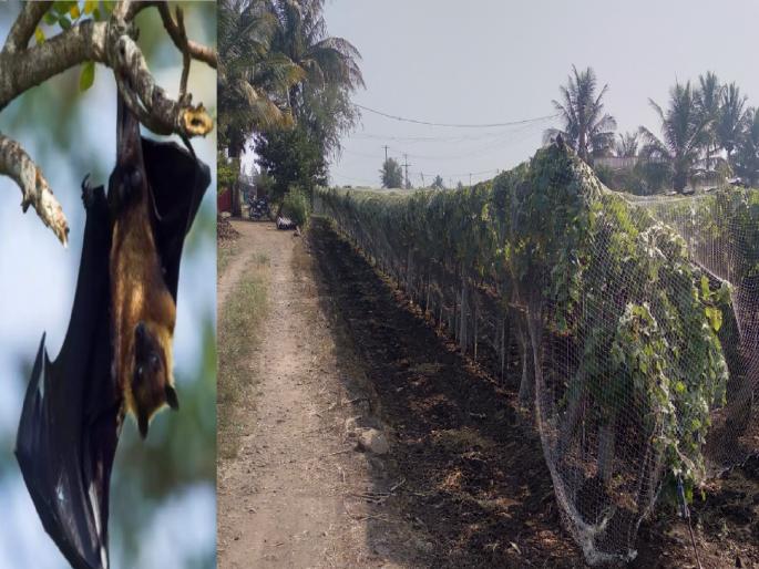 New crisis on vineyard farmers The vultures now attack the vineyards that survived the ordealin sangli district | द्राक्षबागायदार शेतकऱ्यांवर नवे संकट; अवकाळीतून बचावलेल्या द्राक्षबागांवर आता वटवाघळांचे हल्ले New crisis on vineyard farmers The vultures now attack the vineyards that survived the ordealin sangli district | द्राक्षबागायदार शेतकऱ्यांवर नवे संकट; अवकाळीतून बचावलेल्या द्राक्षबागांवर आता वटवाघळांचे हल्ले