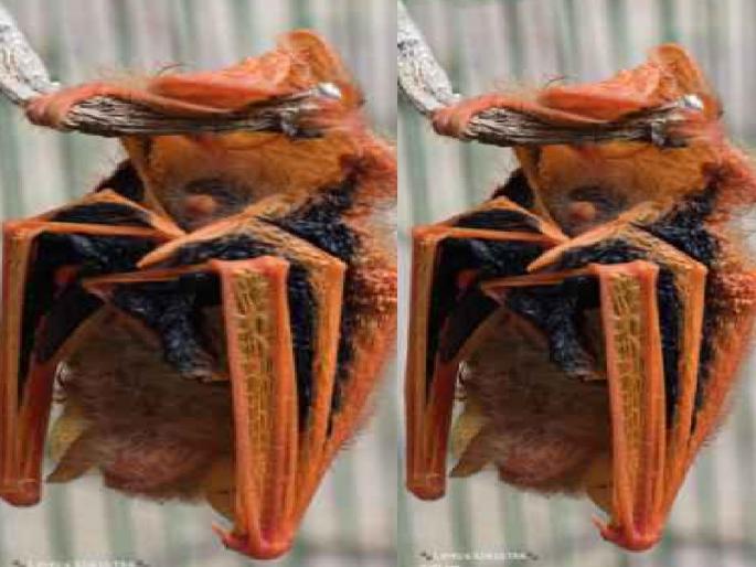 A rare species of bat was found in Mahabaleshwar | Satara: महाबळेश्वरमध्ये आढळले दुर्मीळ प्रजातीचे वटवाघुळ!