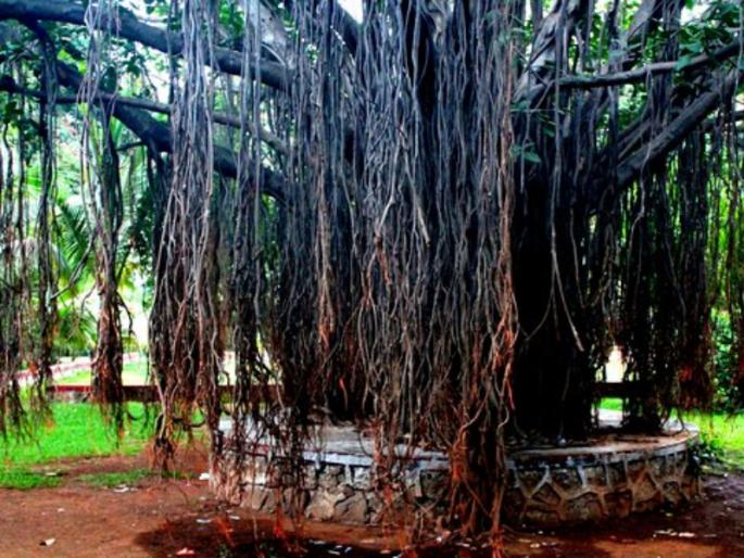 Find out where are the five revered ancient banyan trees in Hinduism. | हिंदू धर्मातील पूजनीय पाच पुरातन वटवृक्ष कुठे आहेत, ते जाणून घ्या. Find out where are the five revered ancient banyan trees in Hinduism. | हिंदू धर्मातील पूजनीय पाच पुरातन वटवृक्ष कुठे आहेत, ते जाणून घ्या.