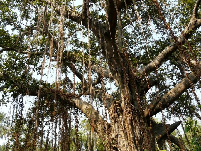 Tree struggle for saving 300 to 100 years old trees in Thane | ठाण्यात ३०० ते १०० वर्षांपूर्वीचे वृक्ष जतन करण्याकरिता वृक्षप्रेमींचा संघर्ष