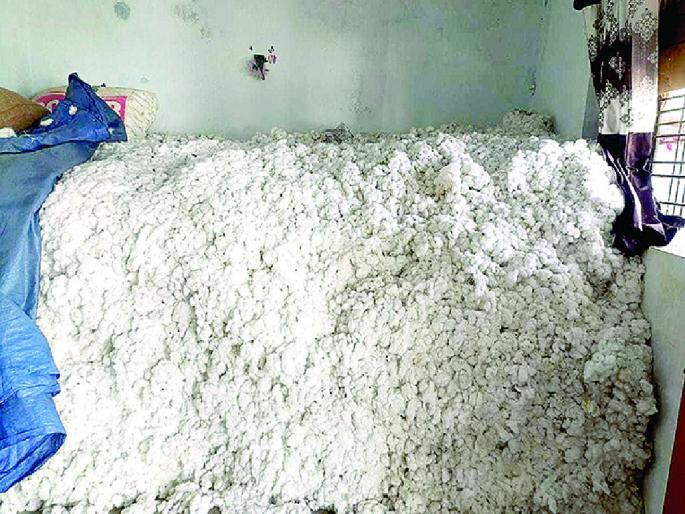 Cotton growers are hit as experts miss their predictions | तज्ज्ञांचा अंदाज चुकल्याने कापूस उत्पादकांना फटका; अजूनही पाढरं सोनं शेतकऱ्यांच्या घरातच Cotton growers are hit as experts miss their predictions | तज्ज्ञांचा अंदाज चुकल्याने कापूस उत्पादकांना फटका; अजूनही पाढरं सोनं शेतकऱ्यांच्या घरातच