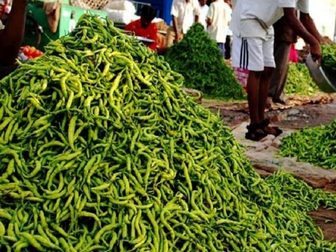 Green Chilli in the vegetable market; Highest 165 ton inflow, prices also booming | भाजी बाजारात मिरचीचा ठसका; सर्वाधिक १६५ टन आवक, भावही तेजीत Green Chilli in the vegetable market; Highest 165 ton inflow, prices also booming | भाजी बाजारात मिरचीचा ठसका; सर्वाधिक १६५ टन आवक, भावही तेजीत