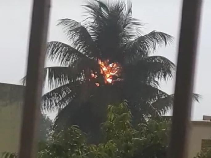 A tree was burn due to fall down lightning at Vikasnagar, Kiwale | विकासनगर, किवळे येथे वीज पडल्याने झाडाने घेतला पेट A tree was burn due to fall down lightning at Vikasnagar, Kiwale | विकासनगर, किवळे येथे वीज पडल्याने झाडाने घेतला पेट