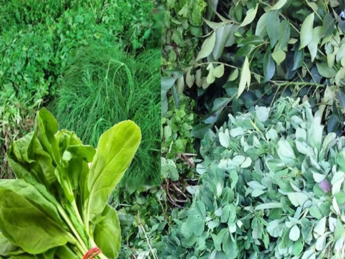 Winter is best for health; But what vegetables to eat to lose weight? | हिवाळा आरोग्यासाठी सर्वोत्तम; पण वजन कमी करण्यासाठी कोणत्या भाज्या खाल? Winter is best for health; But what vegetables to eat to lose weight? | हिवाळा आरोग्यासाठी सर्वोत्तम; पण वजन कमी करण्यासाठी कोणत्या भाज्या खाल?