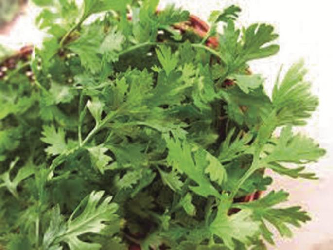 Growth in fenugreek, coriander prices | मेथी, कोथिंबिरीच्या भावात वाढ