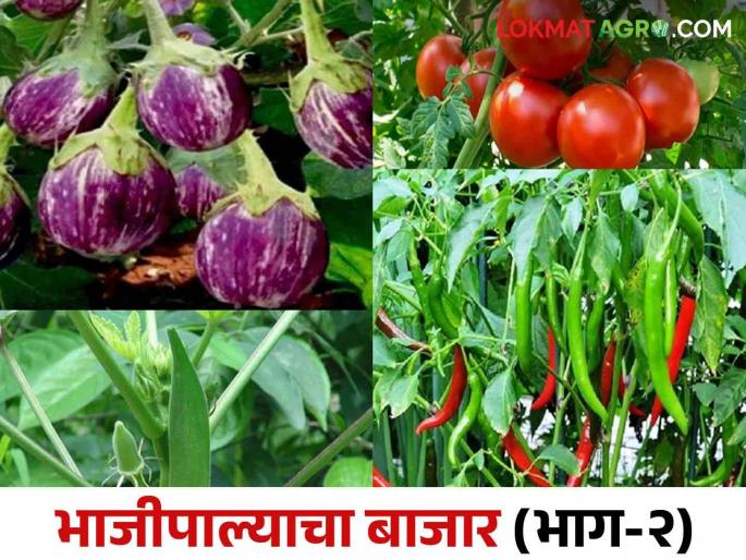 Bhajipala Market: Who benefits from experimenting with direct marketing for cheap vegetables? | Bhajipala Market: स्वस्त भाजीपाल्यासाठी थेट पणनचा प्रयोगाचा लाभ कुणाला? Bhajipala Market: Who benefits from experimenting with direct marketing for cheap vegetables? | Bhajipala Market: स्वस्त भाजीपाल्यासाठी थेट पणनचा प्रयोगाचा लाभ कुणाला?