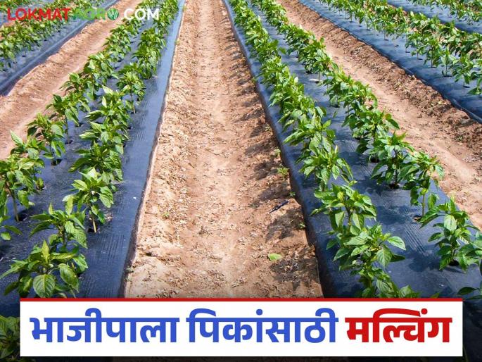 The benefits of plastic mulching in summer vegetable crops; Read in detail | उन्हाळी भाजीपाला पिकात प्लास्टिक आच्छादन कराल तर हे होतील फायदे; वाचा सविस्तर The benefits of plastic mulching in summer vegetable crops; Read in detail | उन्हाळी भाजीपाला पिकात प्लास्टिक आच्छादन कराल तर हे होतील फायदे; वाचा सविस्तर