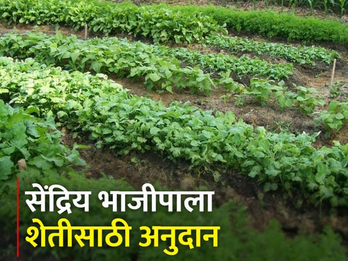 Grow organic vegetables, get government subsidies | सेंद्रिय भाजीपाला पिकवा, शासनाचे अनुदान मिळवा