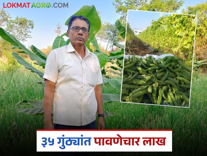 This farmer grew 26 types of crops in 35 gunthas; earned an income of Rs. 4.5 lakh in six months | ३५ गुंठ्यांत 'या' शेतकऱ्याने घेतली तब्बल २६ प्रकारची पिकं; सहा महिन्यात पावणेचार लाखांचे उत्पन्न