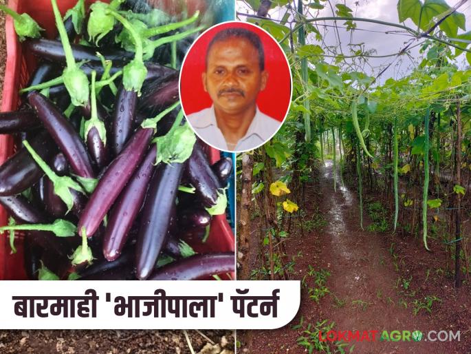 After quitting his job farmer Sunilrao found a way to earn income through vegetable farming | नोकरीला रामराम करत सुनीलरावांनी भाजीपाला शेतीतून शोधला उत्पन्नाचा मार्ग After quitting his job farmer Sunilrao found a way to earn income through vegetable farming | नोकरीला रामराम करत सुनीलरावांनी भाजीपाला शेतीतून शोधला उत्पन्नाचा मार्ग