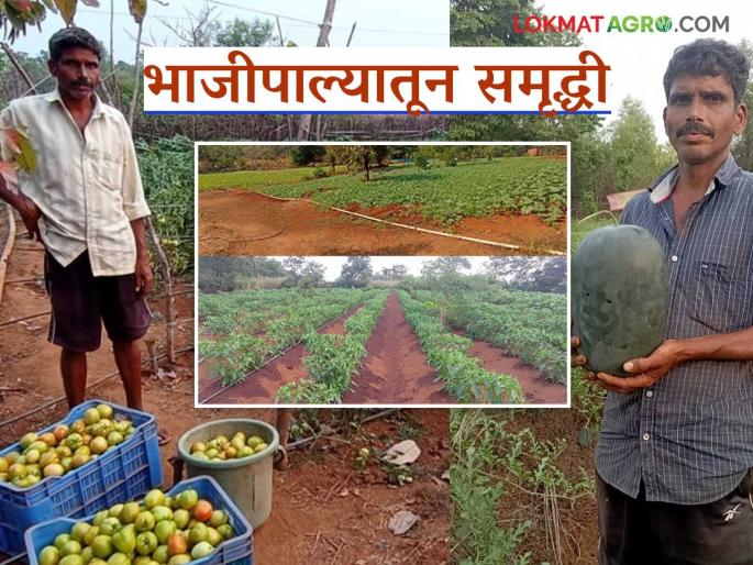 Farmer Success Story : Leaving his job in Mumbai Farmer Palakar found a way to earn money through perennial farming | Farmer Success Story : मुंबईची नोकरी सोडून पालाकारांनी बारमाही शेतीतून शोधला अर्थार्जनाचा मार्ग Farmer Success Story : Leaving his job in Mumbai Farmer Palakar found a way to earn money through perennial farming | Farmer Success Story : मुंबईची नोकरी सोडून पालाकारांनी बारमाही शेतीतून शोधला अर्थार्जनाचा मार्ग