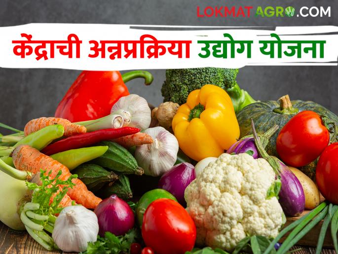 Government Schemes Want to start micro food processing industry, applied? | Government Schemes सूक्ष्म अन्नप्रक्रिया उद्योग सुरू करायचाय, अर्ज केला का? Government Schemes Want to start micro food processing industry, applied? | Government Schemes सूक्ष्म अन्नप्रक्रिया उद्योग सुरू करायचाय, अर्ज केला का?