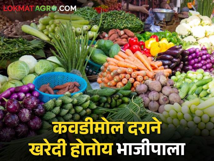 Farmers grew vegetables and traded profitable | शेतकऱ्यांनी भाजीपाला पिकविला अन् व्यापारी मालामाल झाला Farmers grew vegetables and traded profitable | शेतकऱ्यांनी भाजीपाला पिकविला अन् व्यापारी मालामाल झाला