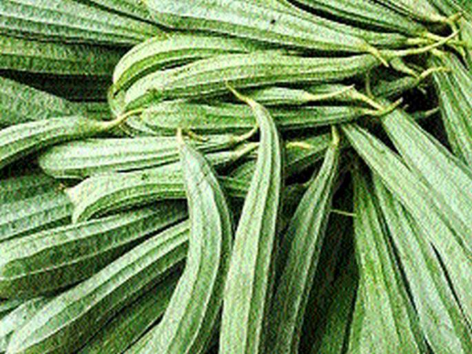 Ransai shirali, ghosali directly in Mumbai | रानसईतील शिराळी, घोसाळी थेट मुंबईत Ransai shirali, ghosali directly in Mumbai | रानसईतील शिराळी, घोसाळी थेट मुंबईत