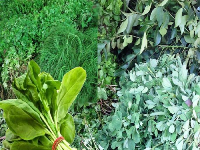Growing demand for vegetables in the hearing, nourishment for health | श्रावणामध्ये रानभाज्यांना वाढती मागणी, आरोग्यासाठी पोषक