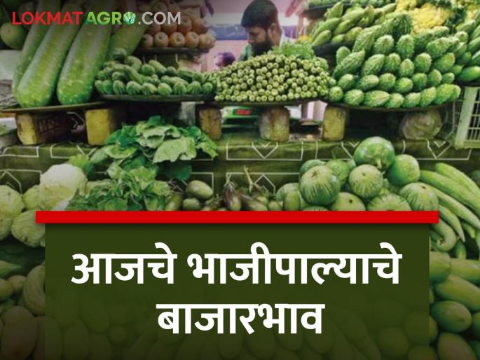 Today's vegetable market price in Pune Market Committee, know in detail | पुणे बाजार समितीतील आजचे भाजीपाला बाजारभाव, जाणून घ्या सविस्तर Today's vegetable market price in Pune Market Committee, know in detail | पुणे बाजार समितीतील आजचे भाजीपाला बाजारभाव, जाणून घ्या सविस्तर