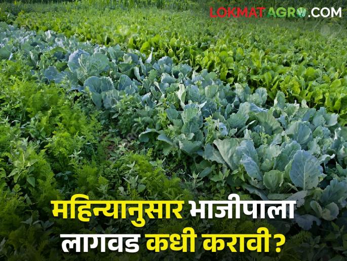Latest News Which vegetables should be planted according to the month see details | शेतकऱ्यांसाठी महत्वाचं! कोणत्या भाजीपाल्याची लागवड कधी करावी? वाचा सविस्तर Latest News Which vegetables should be planted according to the month see details | शेतकऱ्यांसाठी महत्वाचं! कोणत्या भाजीपाल्याची लागवड कधी करावी? वाचा सविस्तर