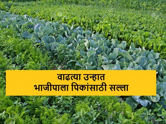 latest News Care of vegetable crops during growing summer, read in detail | कृषी सल्ला : वाढत्या उन्हात भाजीपाला पिकांची घ्यावयाची काळजी, वाचा सविस्तर  latest News Care of vegetable crops during growing summer, read in detail | कृषी सल्ला : वाढत्या उन्हात भाजीपाला पिकांची घ्यावयाची काळजी, वाचा सविस्तर