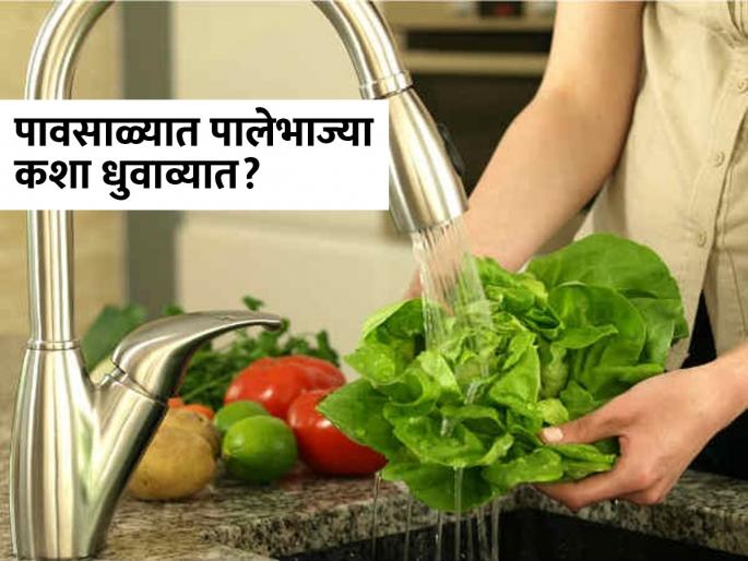 Right way to clean vegetables in monsoon days | पावसाळ्यात पालेभाज्या धुण्याची पाहा योग्य पद्धत, पालेभाज्या चांगल्या-पण पावसाळ्यात बिघडू शकतं पोट