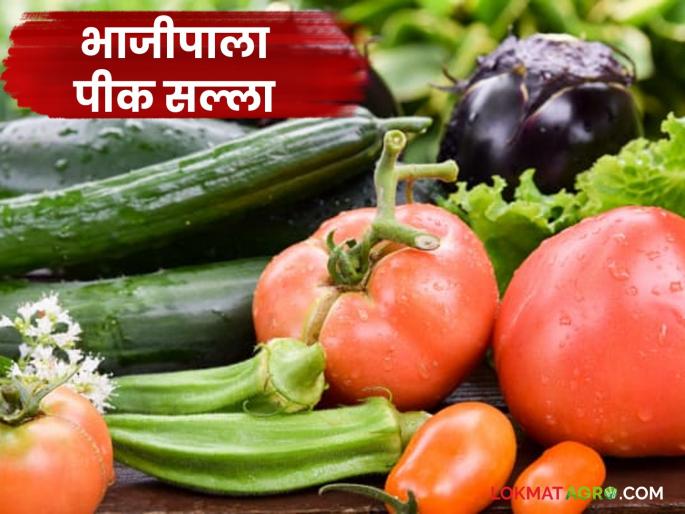 Krushi salla: Read general advice for vegetable crops in detail | Krushi salla : भाजीपाला पिकांसाठी सामान्य सल्ला वाचा सविस्तर Krushi salla: Read general advice for vegetable crops in detail | Krushi salla : भाजीपाला पिकांसाठी सामान्य सल्ला वाचा सविस्तर