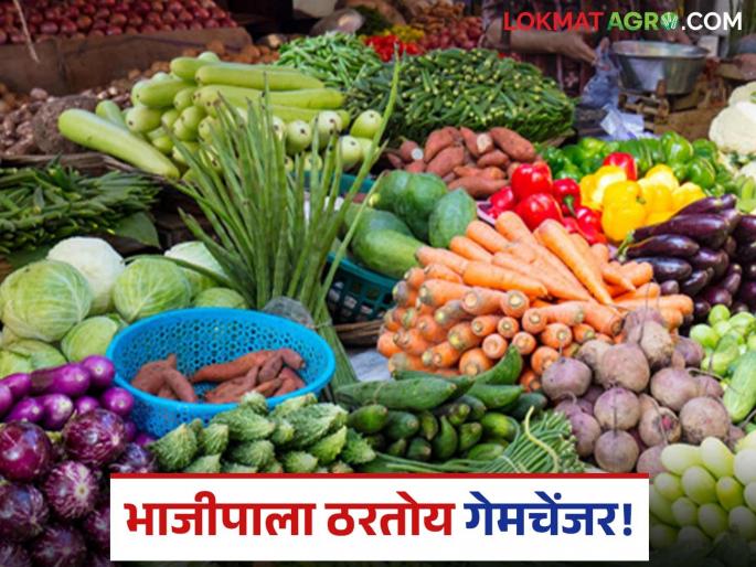 latest news Vegetable Market: 'Money' in vegetables rather than grains; Read the changing trend of farmers in detail | Vegetable Market : धान्यापेक्षा भाजीपाल्यात 'धन'; शेतकऱ्यांचा बदलता कल वाचा सविस्तर