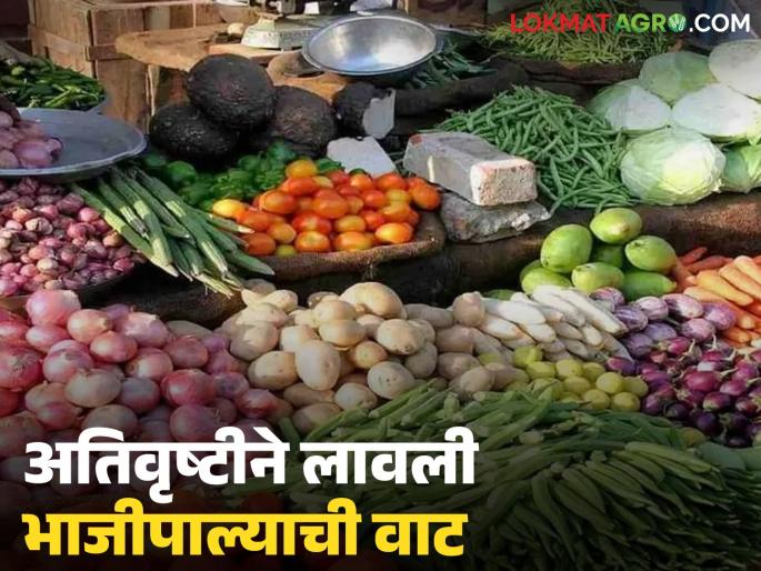 latest news Vegetable Market: Heavy rains have ruined the vegetable market; But farmers' hands are empty | Vegetable Market : अतिवृष्टीने लावली भाजीपाल्याची वाट; शेतकऱ्यांचे हात मात्र रितेच