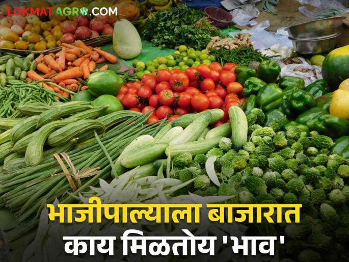 Vegetables Market: Due to heavy rain, spinach leaves, fenugreek disappeared from the market; But Coriander stands tall | Vegetables Market : अतिवृष्टीमुळे बाजारातून पालक शेपू, मेथी गायब; मात्र कोथिंबीर तोऱ्यात उभी