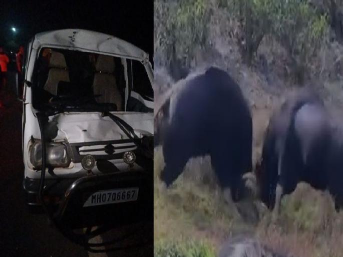 Gaur collide with vehicles, four injured in Vengurla | Sindhudurg: झुंजीतील गव्यांची वाहनांना धडक, चौघेजण जखमी Gaur collide with vehicles, four injured in Vengurla | Sindhudurg: झुंजीतील गव्यांची वाहनांना धडक, चौघेजण जखमी