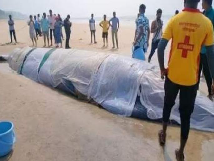 The reason for the death of the baby devamasha found at Ganpatipule beach has come to light | गणपतीपुळे समुद्रकिनारी आढळलेल्या देवमाशाच्या पिल्लाच्या मृत्यूचे कारण आले समोर The reason for the death of the baby devamasha found at Ganpatipule beach has come to light | गणपतीपुळे समुद्रकिनारी आढळलेल्या देवमाशाच्या पिल्लाच्या मृत्यूचे कारण आले समोर