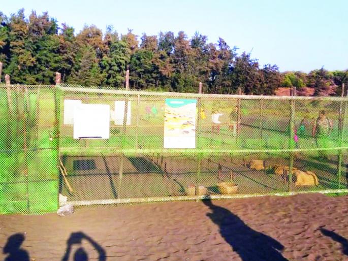 Corona's shadow on the occasional tortoise festival? | वेळास कासव महोत्सवावर कोरोनाचे सावट ?