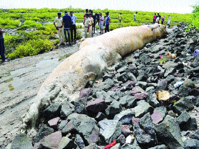 40 fatal dead devas found in Uran shore | उरण किनाऱ्यावर आढळला ४० फुटीे मृत देवमासा 40 fatal dead devas found in Uran shore | उरण किनाऱ्यावर आढळला ४० फुटीे मृत देवमासा
