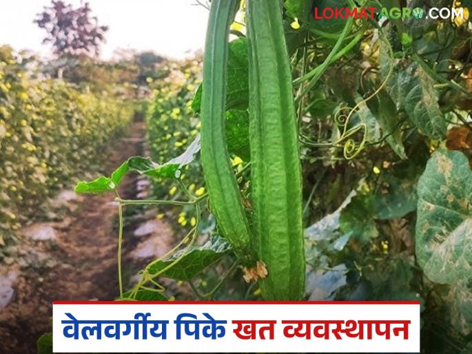 Latest News Velvargiy Pike For better growth and higher production of vine crops, do the following management | वेलवर्गीय पिकांच्या चांगल्या वाढीसाठी, अधिक उत्पादनासाठी असे करा व्यवस्थापन 
