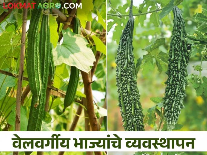 Do this in summer vegetable crops, yield increases of 25 to 30 percent | उन्हाळी वेलवर्गीय भाजीपाला पिकांत हे करा, उत्पन्नामध्ये होईल २५ ते ३० टक्के वाढ