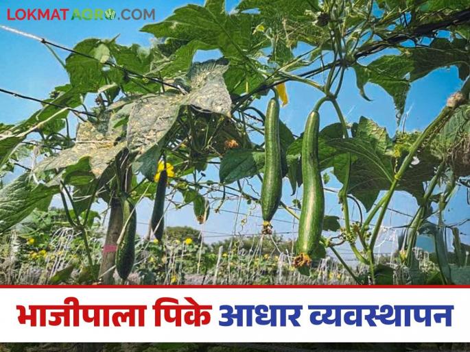 Latest News Vegetable Crop Management How to manage the support of vine vegetables, see detail.... | Bhajipala Management : वेलवर्गीय भाज्यांचे आधार व्यवस्थापन कसे करायचे, जाणून घेऊया सविस्तर....