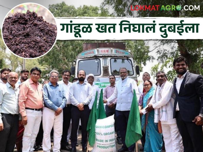 sends first container of vermicompost to Dubai from Akola | Vermicompost Export अकोल्यातून प्रथमच गांडूळखताचा एक कंटेनर दुबईला रवाना sends first container of vermicompost to Dubai from Akola | Vermicompost Export अकोल्यातून प्रथमच गांडूळखताचा एक कंटेनर दुबईला रवाना