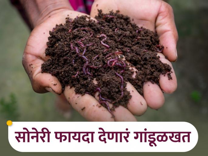 Vermicompost production technique that enriches soil | माती समृद्ध करणाऱ्या गांडूळ खताच्या निर्मितीचे तंत्र Vermicompost production technique that enriches soil | माती समृद्ध करणाऱ्या गांडूळ खताच्या निर्मितीचे तंत्र