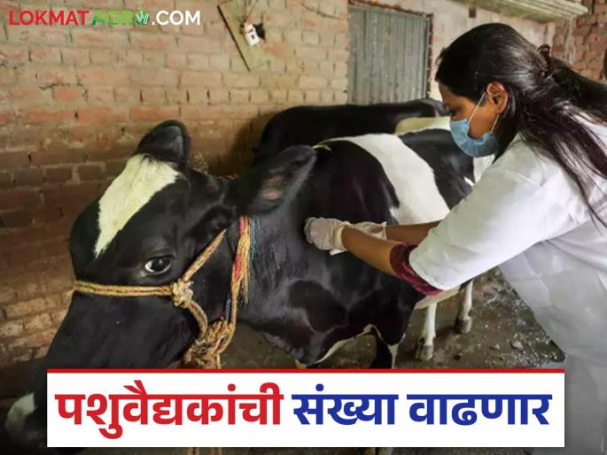 Good news for veterinarians with degrees; 3,000 veterinarian positions to be filled soon | पदवीधारक पशुवैद्यकांसाठी आनंदाची बातमी; लवकरच ३ हजार पशुवैद्यकांची पदे भरणार Good news for veterinarians with degrees; 3,000 veterinarian positions to be filled soon | पदवीधारक पशुवैद्यकांसाठी आनंदाची बातमी; लवकरच ३ हजार पशुवैद्यकांची पदे भरणार