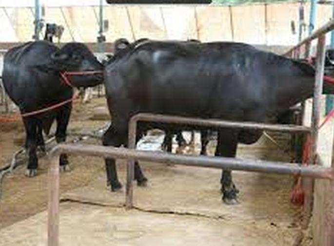 Veterinarians post vacant in Malegaon taluka | कायमस्वरूपी पशुवैद्यकीय अधिकाऱ्यांअभावी पशुपालकांची परवड! Veterinarians post vacant in Malegaon taluka | कायमस्वरूपी पशुवैद्यकीय अधिकाऱ्यांअभावी पशुपालकांची परवड!