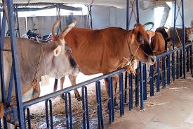 14 thousand animals are in danger due to shortage of medicines | औषधीअभावी १४ हजार पशुंचे आरोग्य धोक्यात 14 thousand animals are in danger due to shortage of medicines | औषधीअभावी १४ हजार पशुंचे आरोग्य धोक्यात