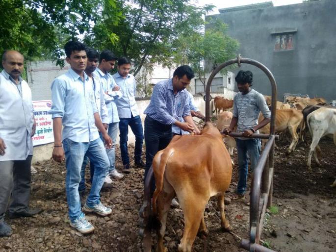 ISO standard of five veterinary clinics | पाच पशुवैद्यक दवाखान्यांना ‘आयएसओ’ मानांकन ISO standard of five veterinary clinics | पाच पशुवैद्यक दवाखान्यांना ‘आयएसओ’ मानांकन