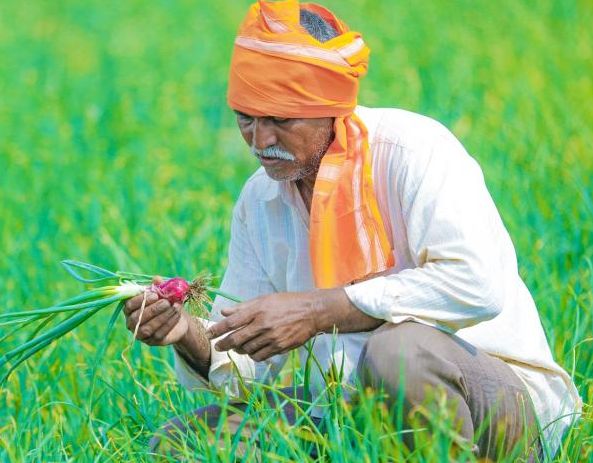 How and when will the farmer taste the 'fine fruits' of corporate agriculture? | ‘कापोर्रेट शेती’ची ‘सुमधुर फळे’ शेतकरी कशी व कधी चाखेल? How and when will the farmer taste the 'fine fruits' of corporate agriculture? | ‘कापोर्रेट शेती’ची ‘सुमधुर फळे’ शेतकरी कशी व कधी चाखेल?