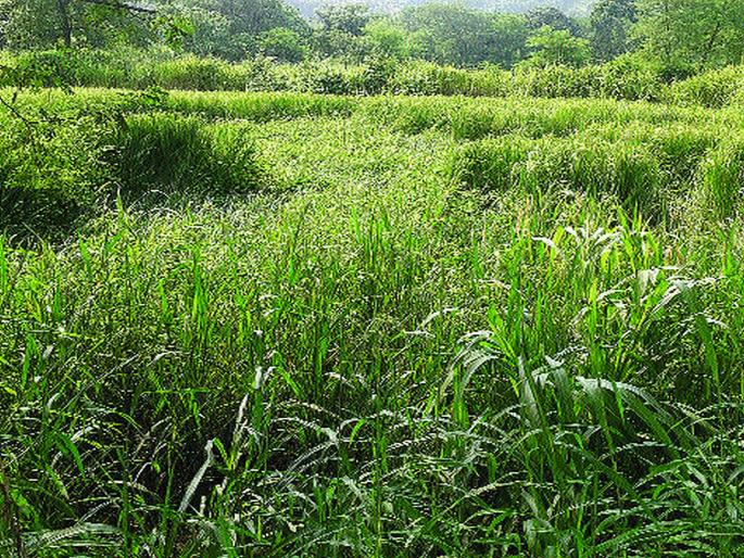 Paddy lying horizontally in return rains | परतीच्या पावसाच्या तडाख्याने भातपीक आडवे