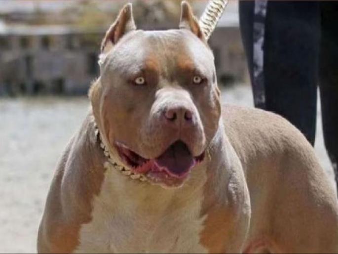 7-year-old girl attacked by pitbull while playing outside in delhi | घराबाहेर खेळणाऱ्या ७ वर्षांच्या मुलीवर पिटबुलने केला हल्ला; चावा घेतला अन्... 7-year-old girl attacked by pitbull while playing outside in delhi | घराबाहेर खेळणाऱ्या ७ वर्षांच्या मुलीवर पिटबुलने केला हल्ला; चावा घेतला अन्...