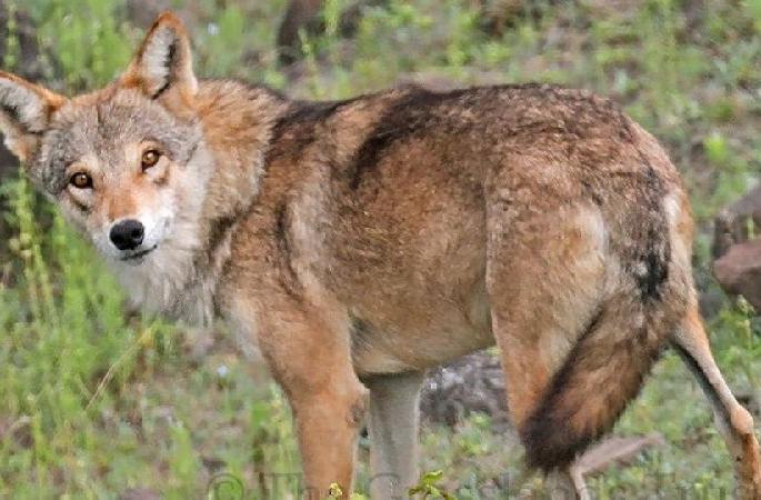 Wolf attack and bites 8 people in Dharani tehsil | धारणी तालुक्यात लांडग्यांची दहशत, आठ जणांना घेतला चावा Wolf attack and bites 8 people in Dharani tehsil | धारणी तालुक्यात लांडग्यांची दहशत, आठ जणांना घेतला चावा